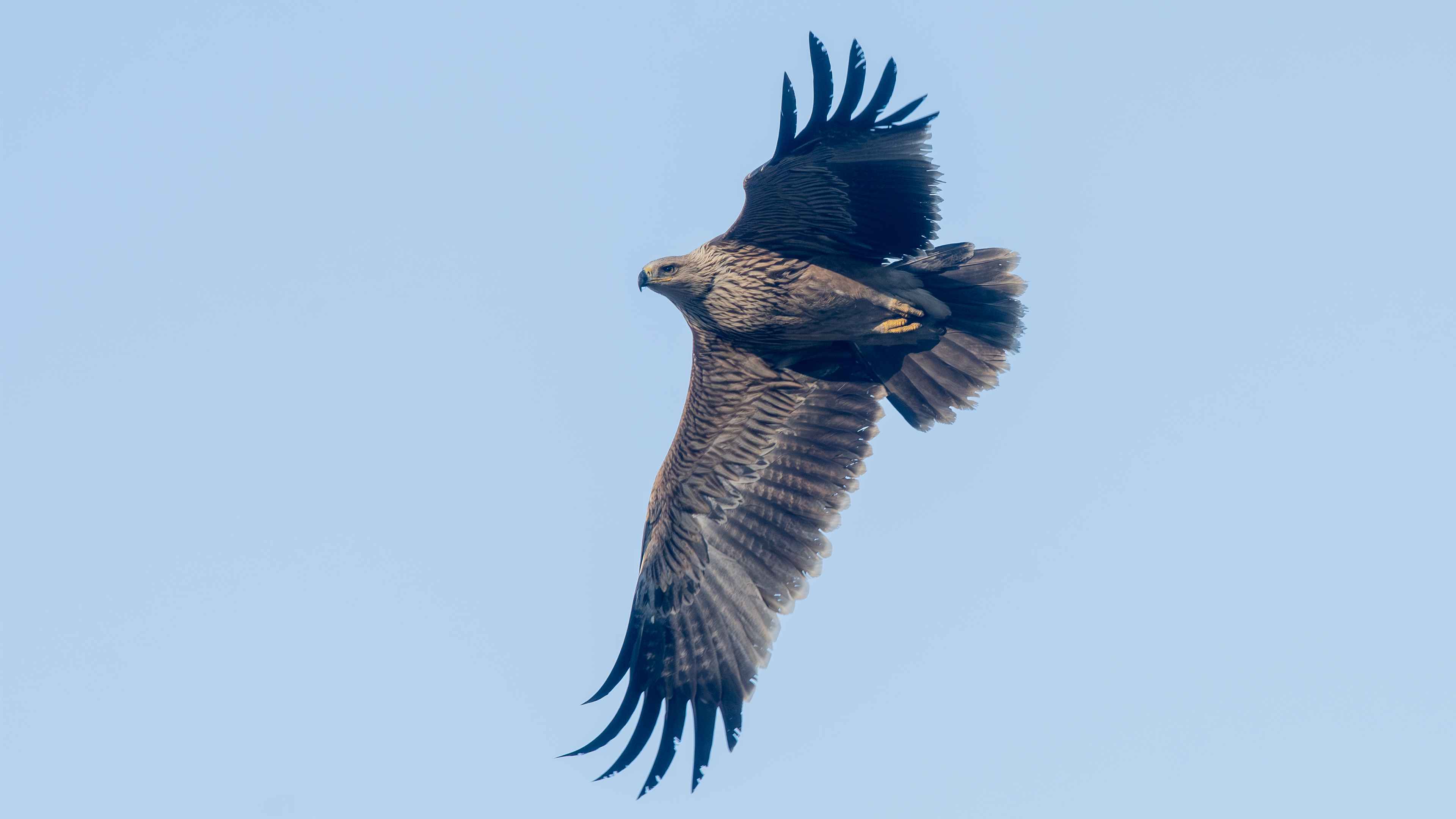 Imperial Eagle
